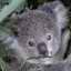 What a cute koala!
